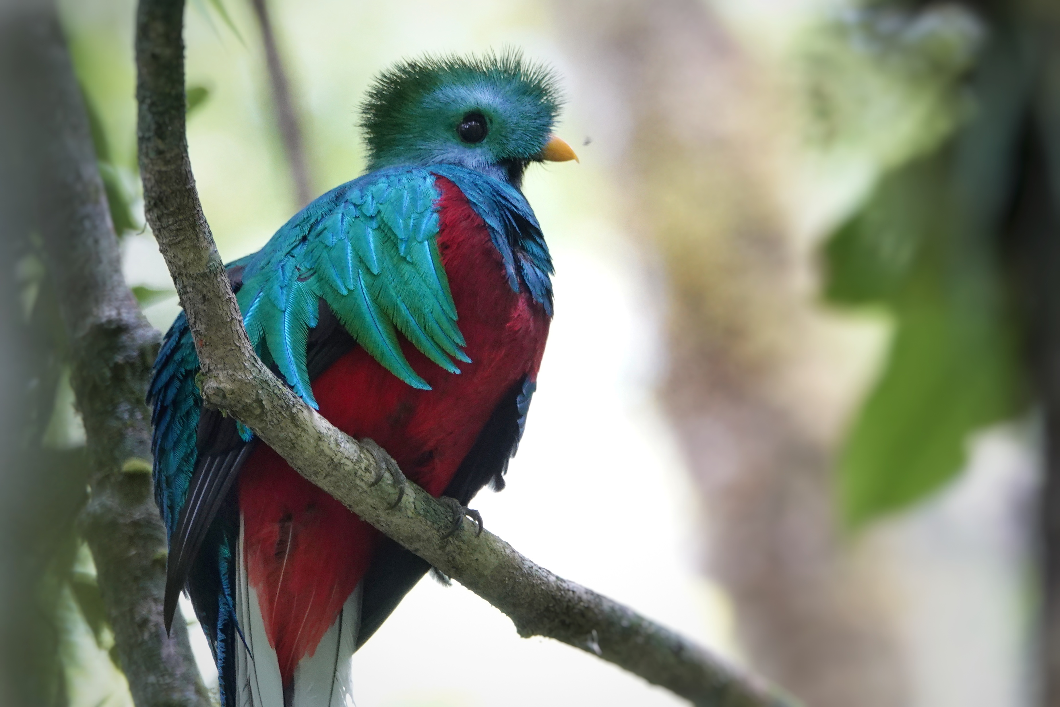 Quetzal dans la lumière de la forêt